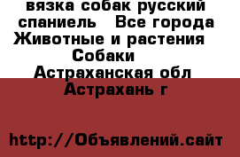 вязка собак русский спаниель - Все города Животные и растения » Собаки   . Астраханская обл.,Астрахань г.